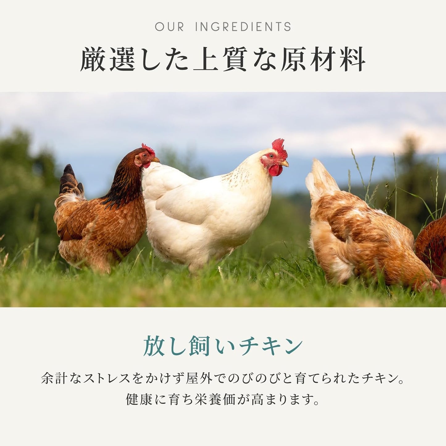 カナガン キャットフード チキン＆サーモン 缶詰 (75g×12缶) ウェットフード [まとめ買い] 全猫種・全年齢 対応 ウェットタイプ 【着色料・香料不使用 グレインフリー】 CANAGAN 12CNKCS