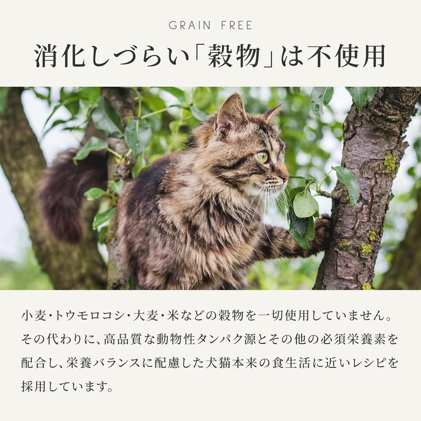 カナガン キャットフード チキン 缶詰 (75g×12缶) ウェットフード [まとめ買い] 全猫種・全年齢 対応 ウェットタイプ 【着色料・香料不使用 グレインフリー】 CANAGAN 12CNKC