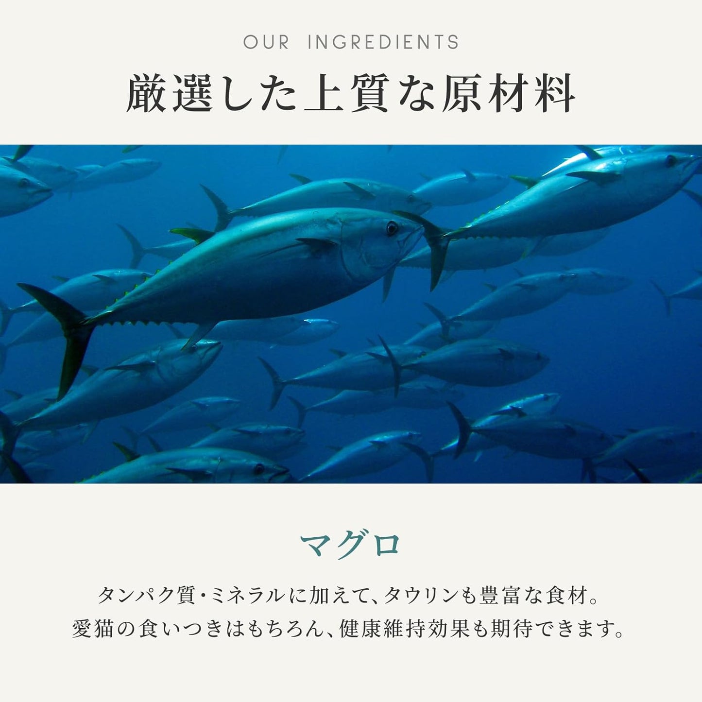 カナガン キャットフード マグロ 缶詰 (75g×12缶) ウェットフード [まとめ買い] 全猫種・全年齢 対応 ウェットタイプ 【着色料・香料不使用 グレインフリー】 CANAGAN 12CNKM