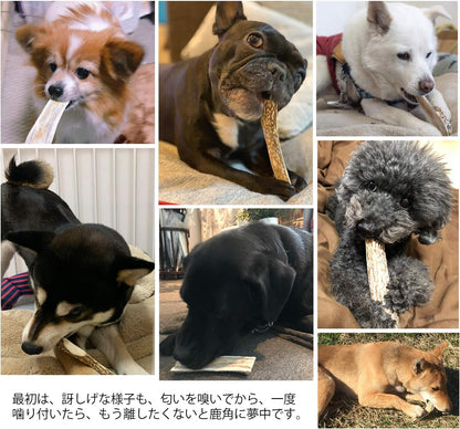 モノライフ 鹿の角 犬 噛むおもちゃ 無添加 おやつ 噛む 犬用 おもちゃ エゾジカ 国産 鹿 角 ガム 歯磨き デンタルケア 大型犬 20cm