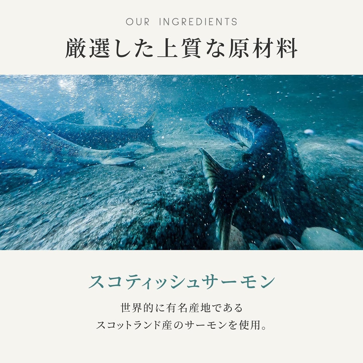 カナガン キャットフード チキン＆サーモン 缶詰 (75g×12缶) ウェットフード [まとめ買い] 全猫種・全年齢 対応 ウェットタイプ 【着色料・香料不使用 グレインフリー】 CANAGAN 12CNKCS